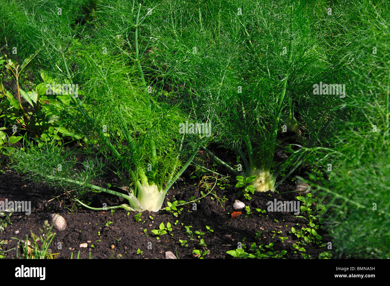 Anbau von Florenz Fenchel, Gemüse-Anbaugebiet grossen Moos, Region Seeland,  Schweiz Stockfotografie - Alamy
