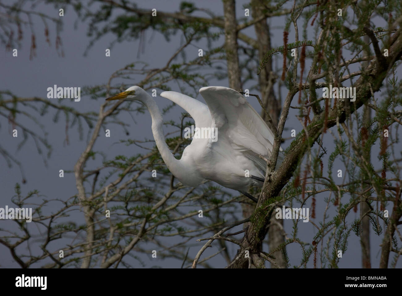 Große Silberreiher (Casmerodius Albus) Perched auf Baum Top - Louisiana - USA Stockfoto