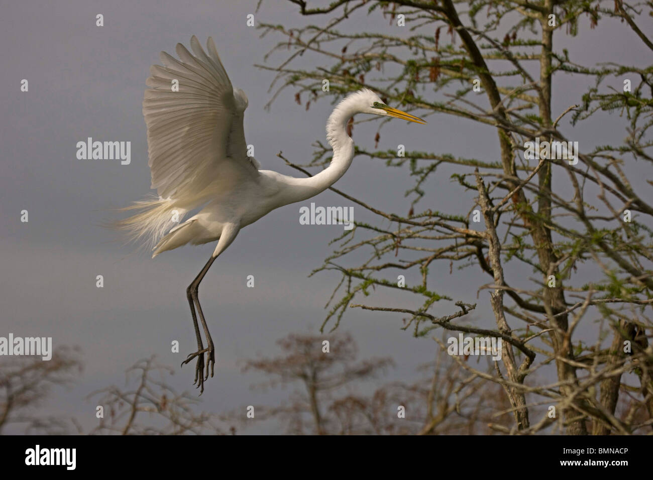 Silberreiher (Casmerodius Albus) im Flug - Louisiana - USA Stockfoto