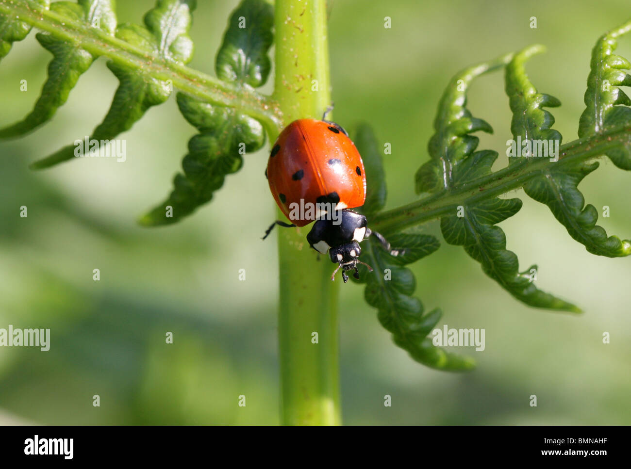 Seven-Spot Ladybird Beetle, Coccinella Septempunctata, Coccinellidae, Coleoptera. Stockfoto