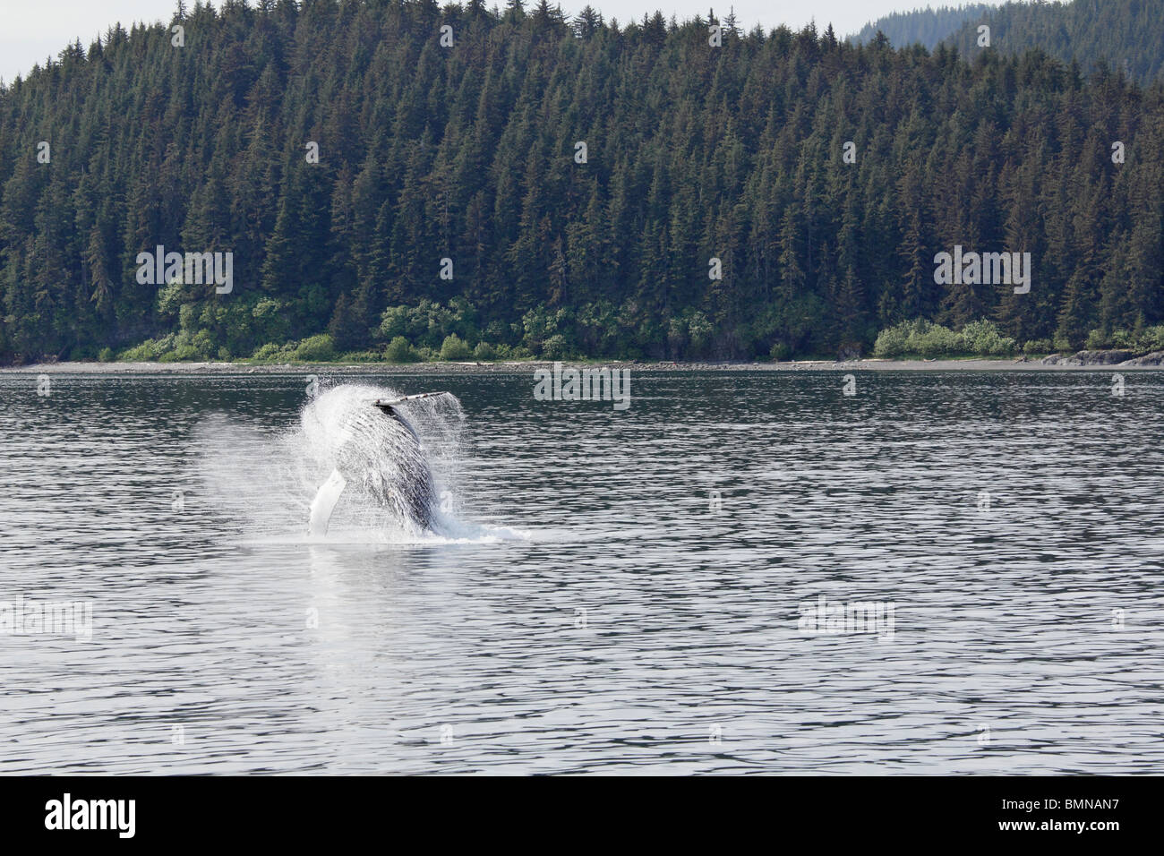 Buckelwal Verletzung vor eisigen Straits Punkt Alaskas 8 Stockfoto