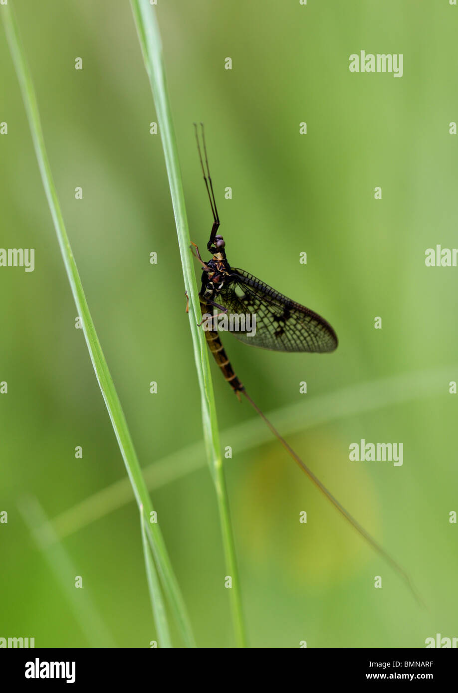 Eintagsfliege, Ephemera Vulgata, Ephemeridae, Ephemeroptera. Stockfoto