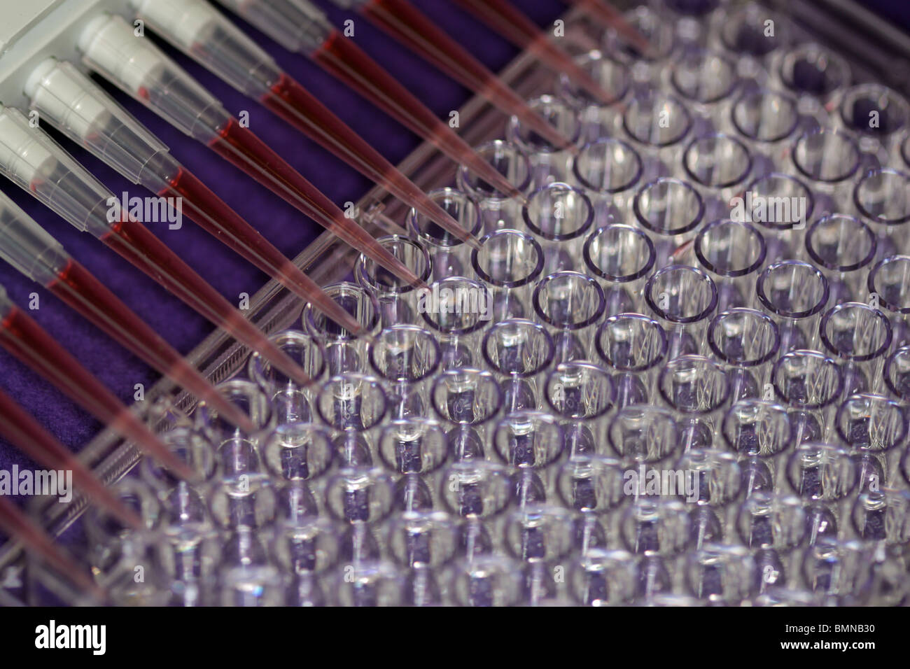 Pipette, die Injektion von Flüssigkeit in eine Multi-well-Platte Stockfoto