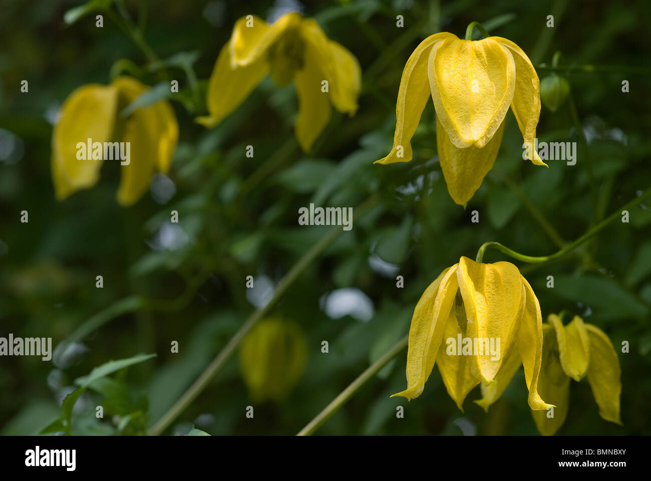 Clematis Tangutica Stockfoto