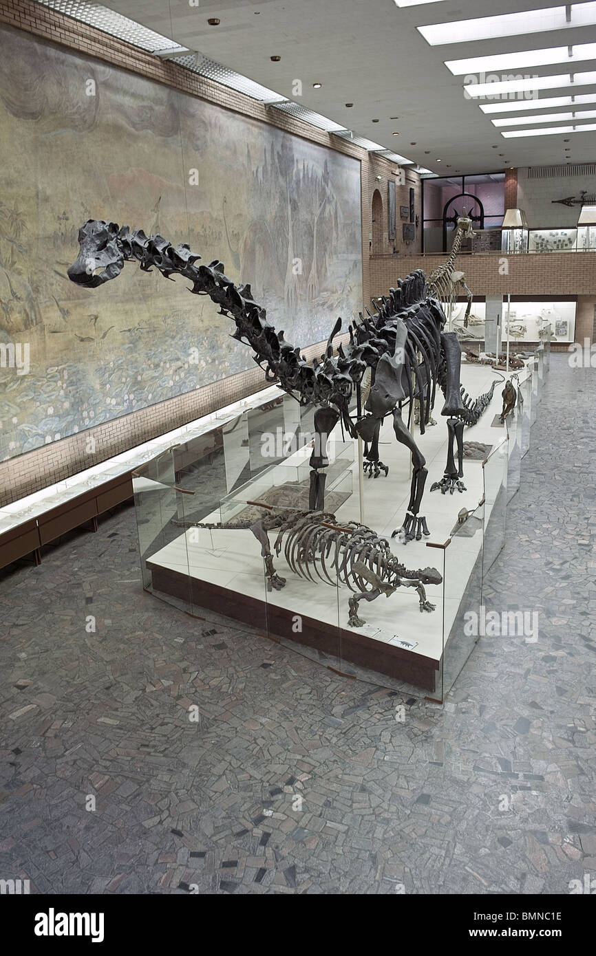 Paläontologischen Museum in Moskau. Russland Stockfoto