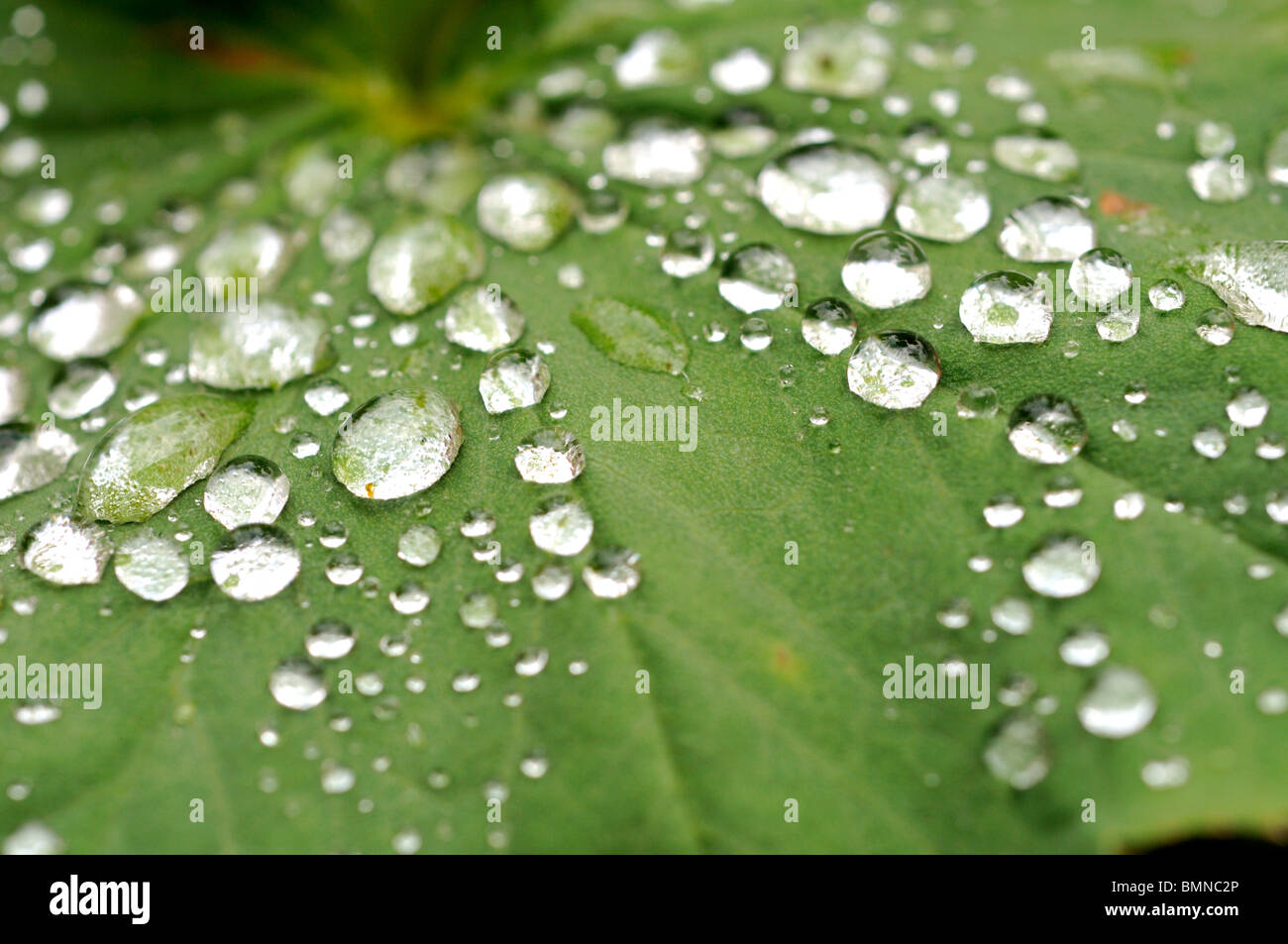 Sicke auf Alchemilla Mollis nach dem Regen lässt das Wasser. Stockfoto