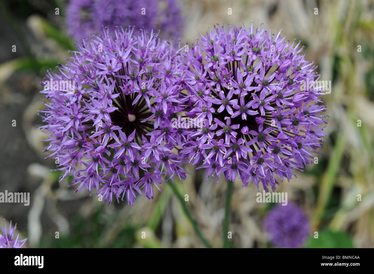 Allium Hollandicum Purple Sensation ornamentalen Zwiebel in Blüte Stockfoto