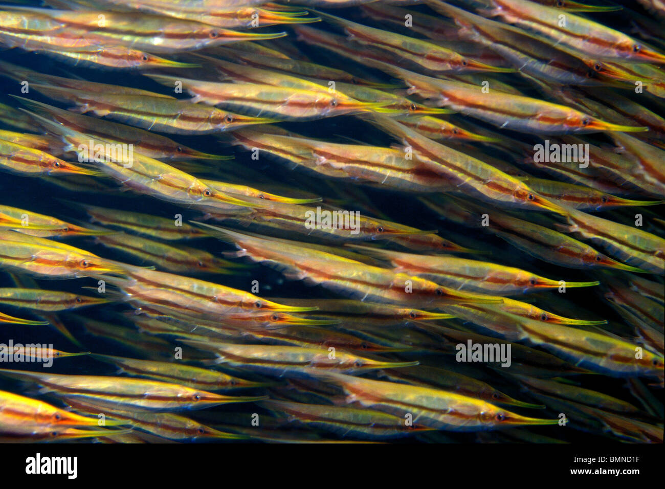 Koralle Shrimpfish, Aeoliscus Strigatus, Fidschi-Inseln, Pazifik Stockfoto
