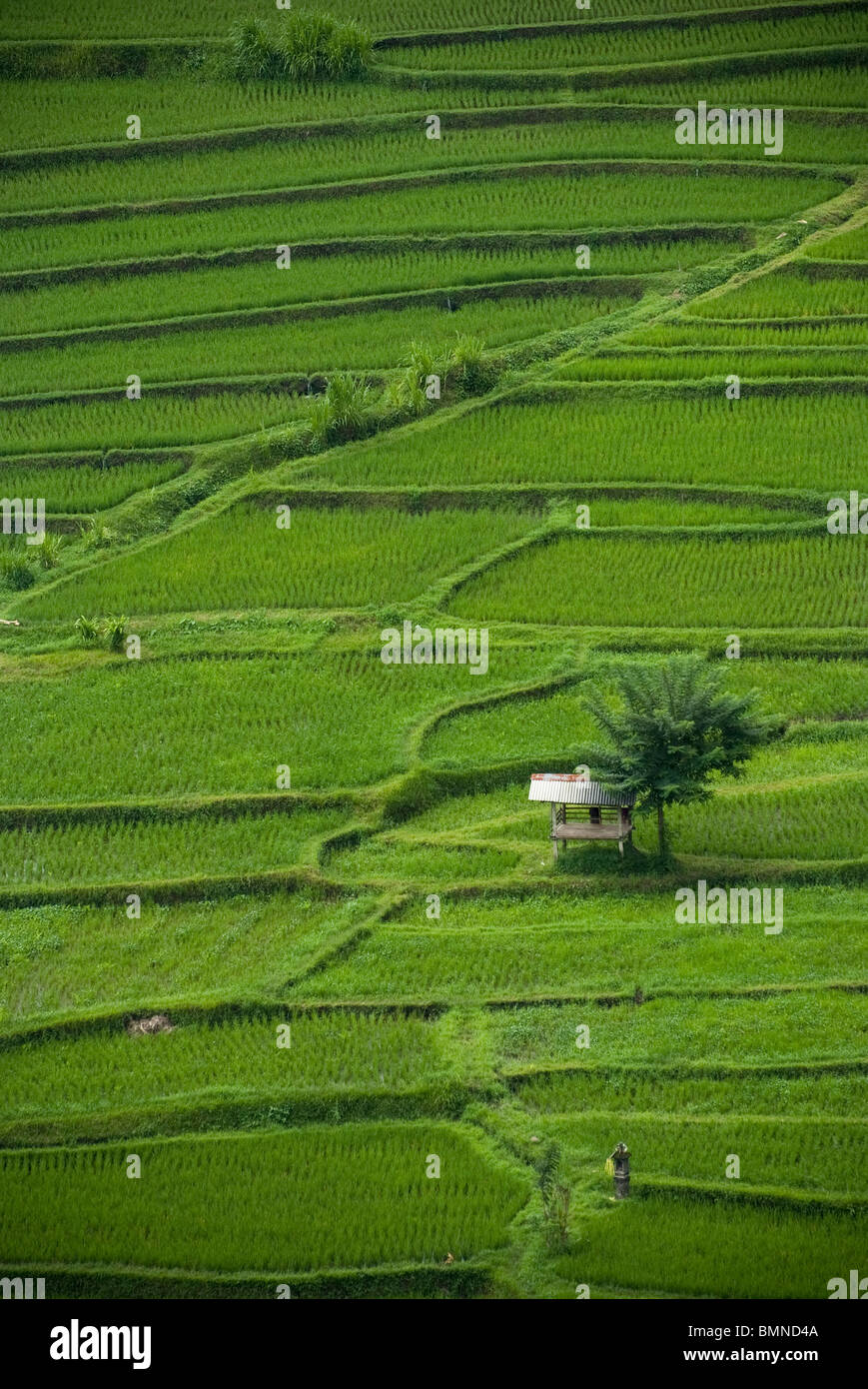 Einige der schönsten Reisterrassen auf Bali finden Sie in der Nähe des Dorfes Kekeran in Nord-Bali, Indonesien. Stockfoto