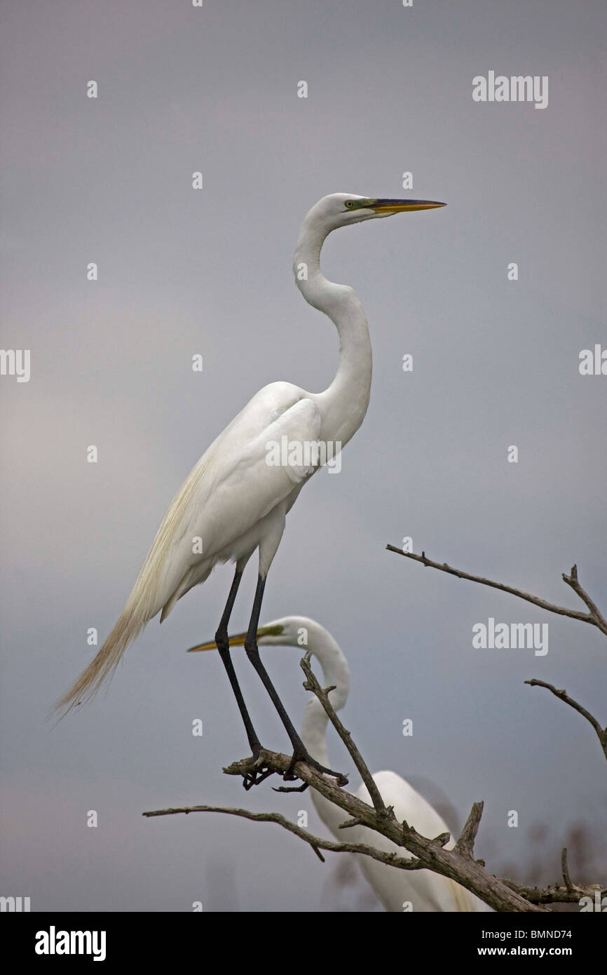 Große Silberreiher (Casmerodius Albus) Perched auf Baum Top - Louisiana - USA Stockfoto