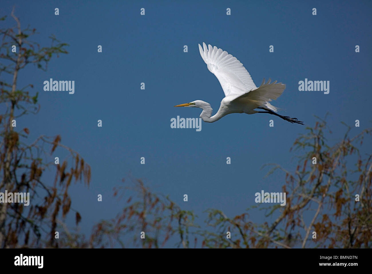 Silberreiher (Casmerodius Albus) im Flug - Louisiana - USA Stockfoto