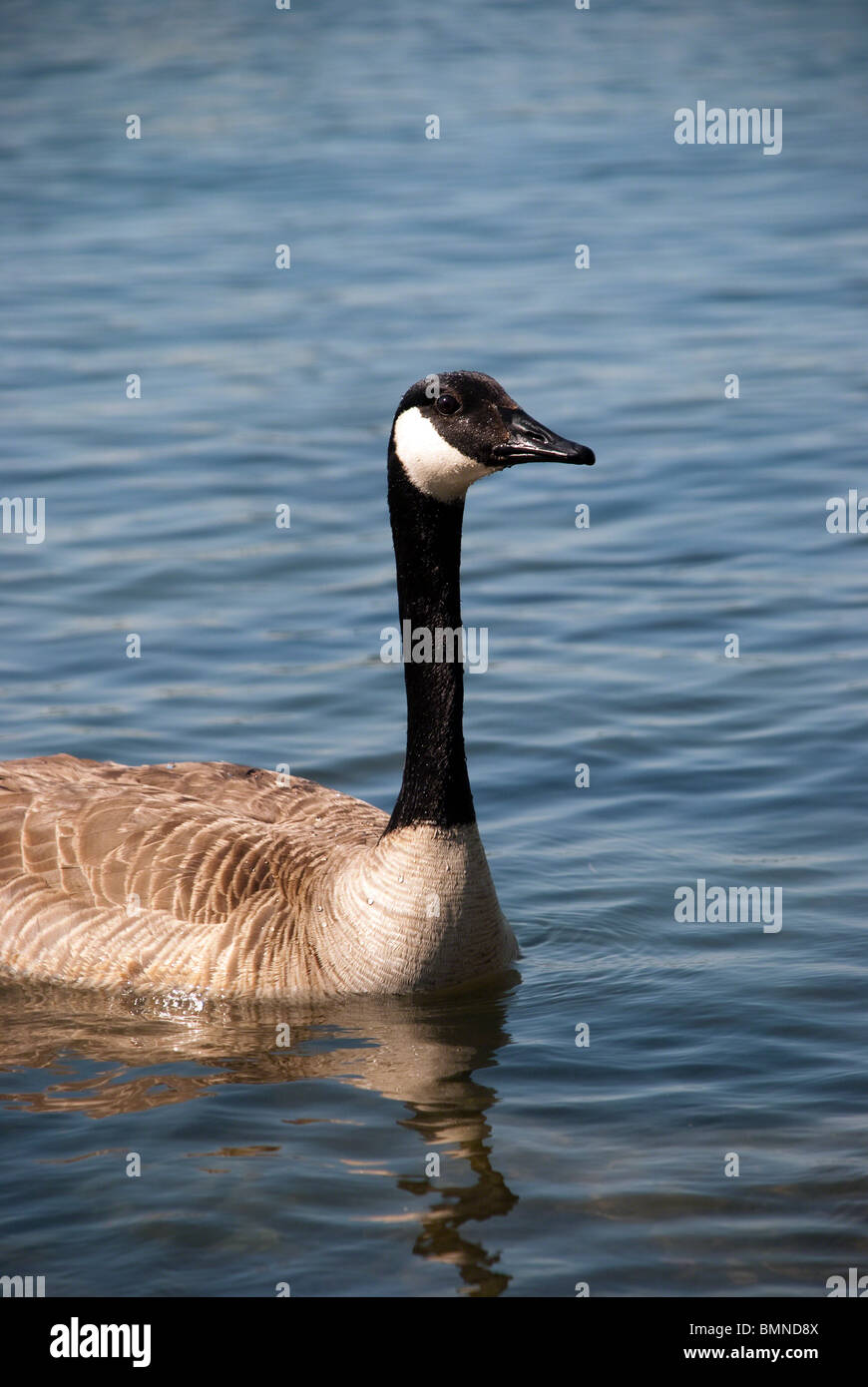 Kanadische Gans betrachten Sie - vertikale Ausrichtung. Stockfoto