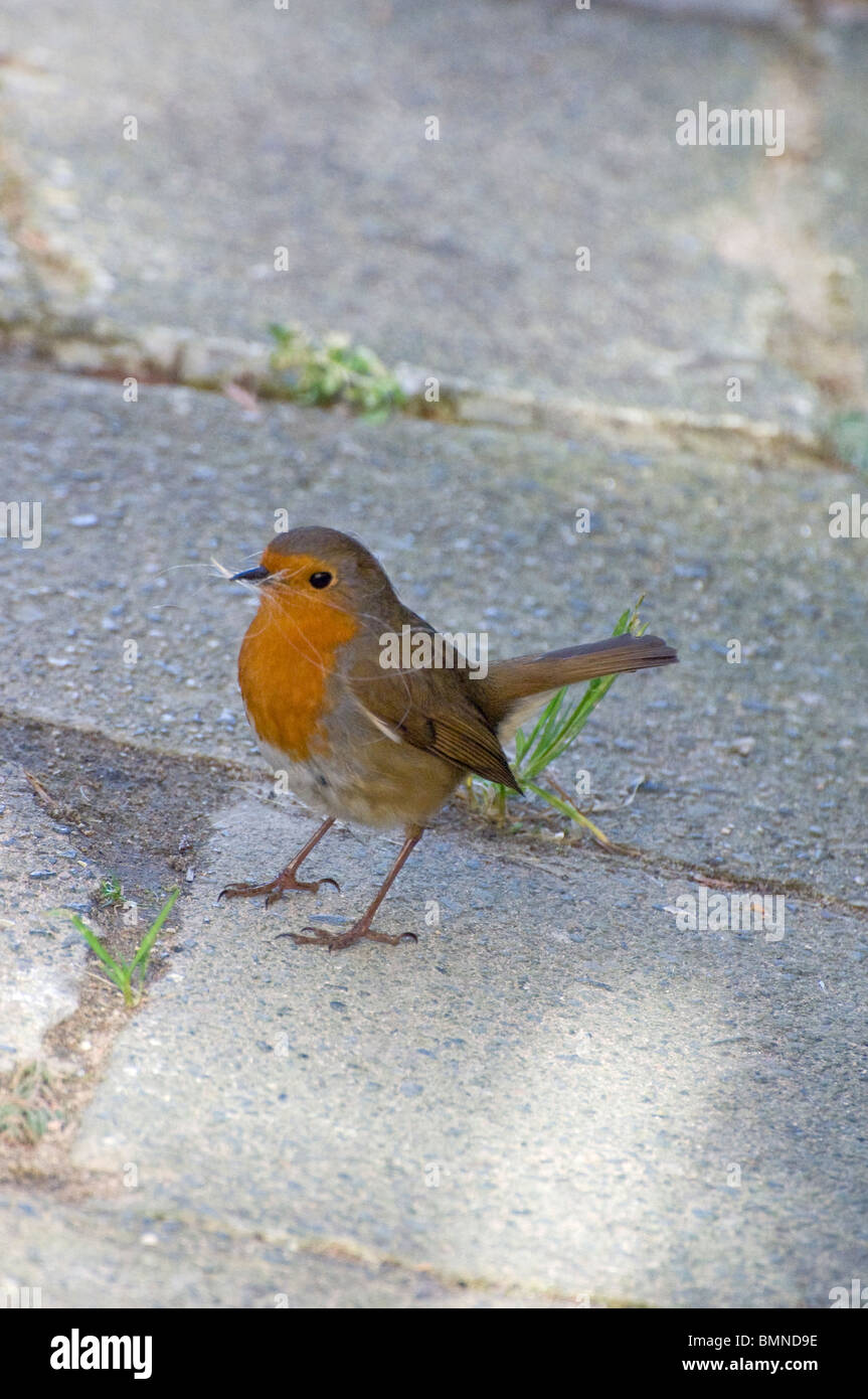 Robin, kleiner Vogel, Gartenvögel, Erithacus rubecula Stockfoto