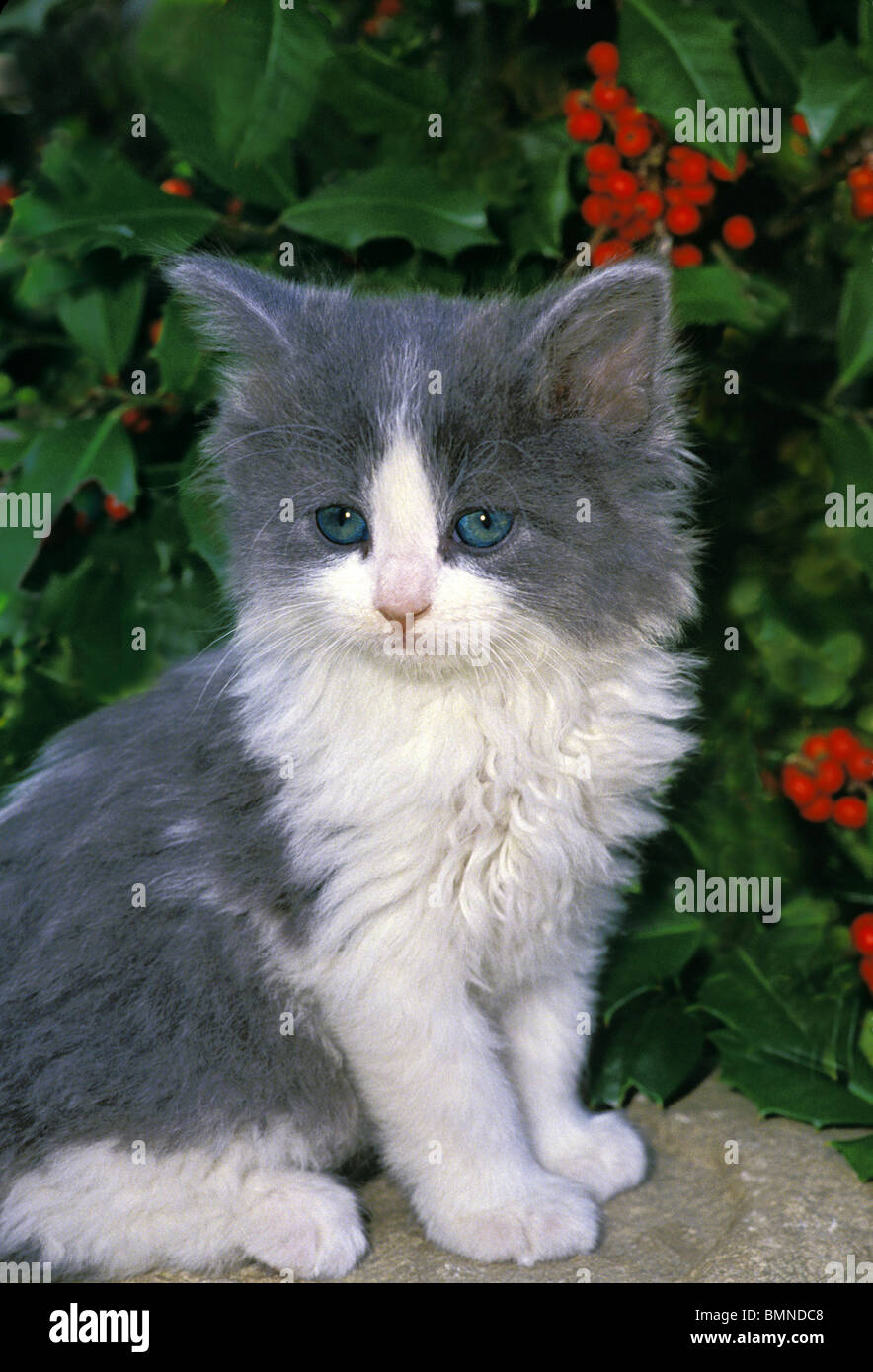 Süße graue und weiße Kätzchen mit blauen Augen sitzen auf einem Felsen im Garten in der Nähe von Stechpalme bush Stockfoto