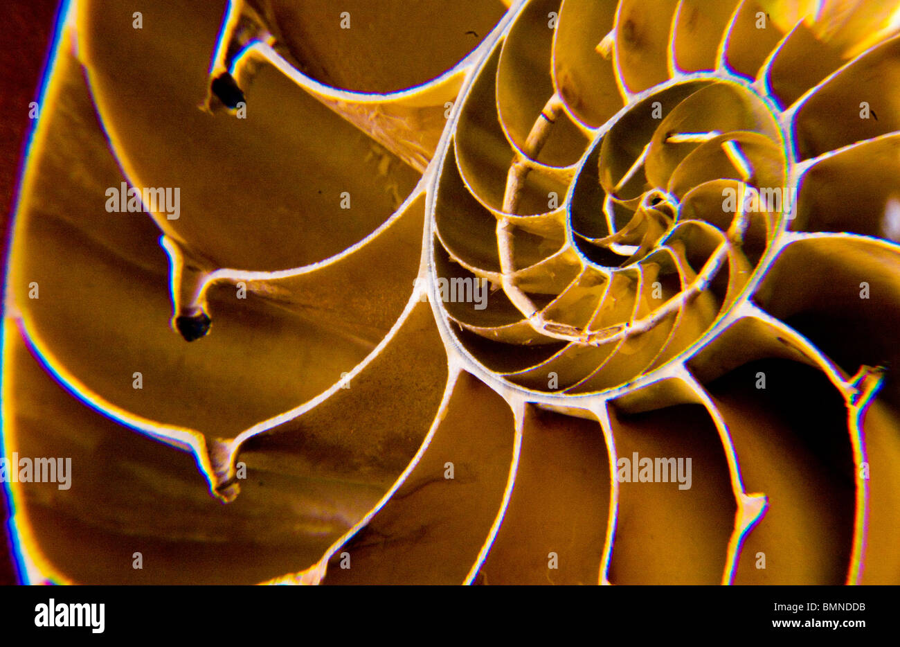 Makro eines Teils der Meeresschnecke als natürliche logarithmische Spirale Stockfoto