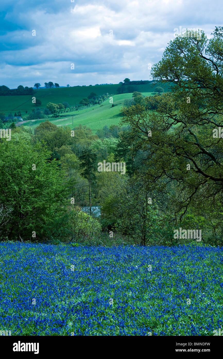 Surrey Hills North Downs blaue Glocken Landschaft Stockfoto