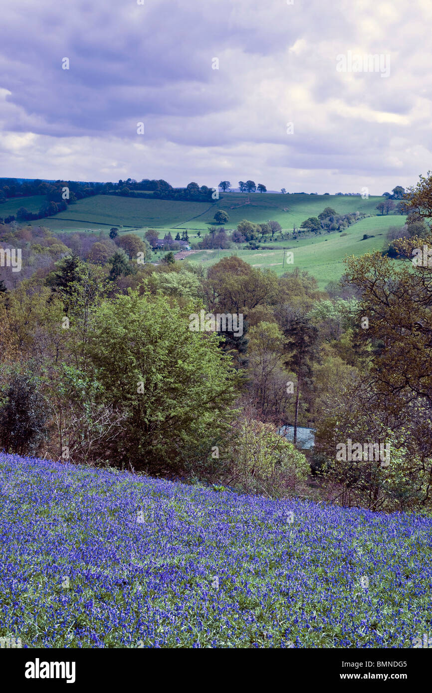 Surrey Hills North Downs blaue Glocken Landschaft Stockfoto