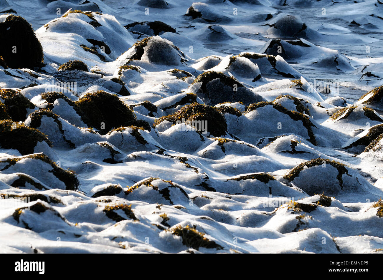 Gezeiten-Mündung Roughty Fluss Kenmare River Lough Bucht Parknasilla Sneem Irland Frost Eiskruste verkrustet Felsen Winter Einfrieren Stockfoto