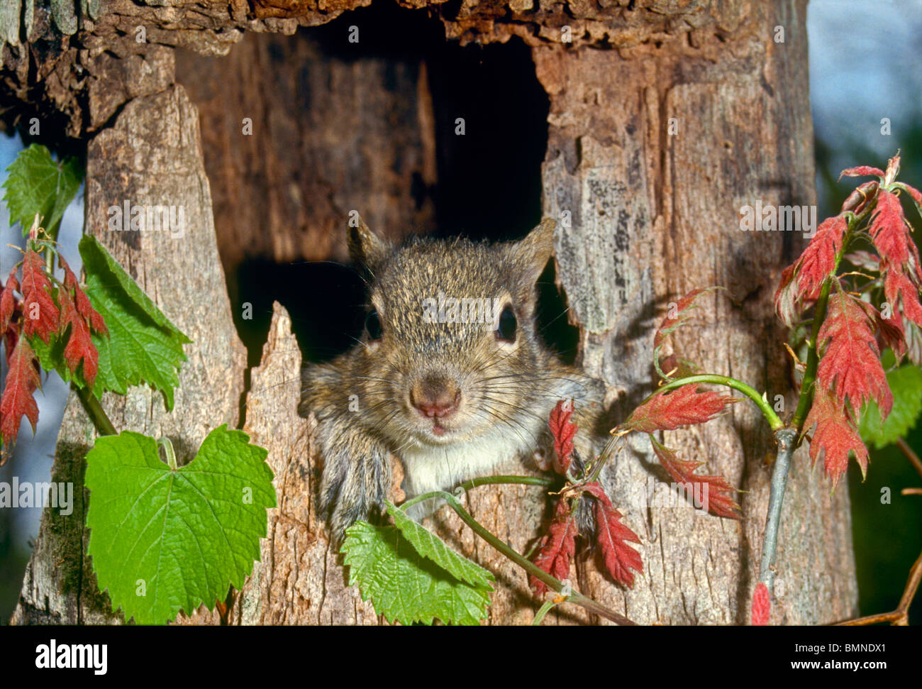Niedliche Baby östliche graue Eichhörnchen (Sciurus Carolinensis) stochert Kopf aus Nest in hohlen Baum, umrahmt von Eichen Rebe Stockfoto