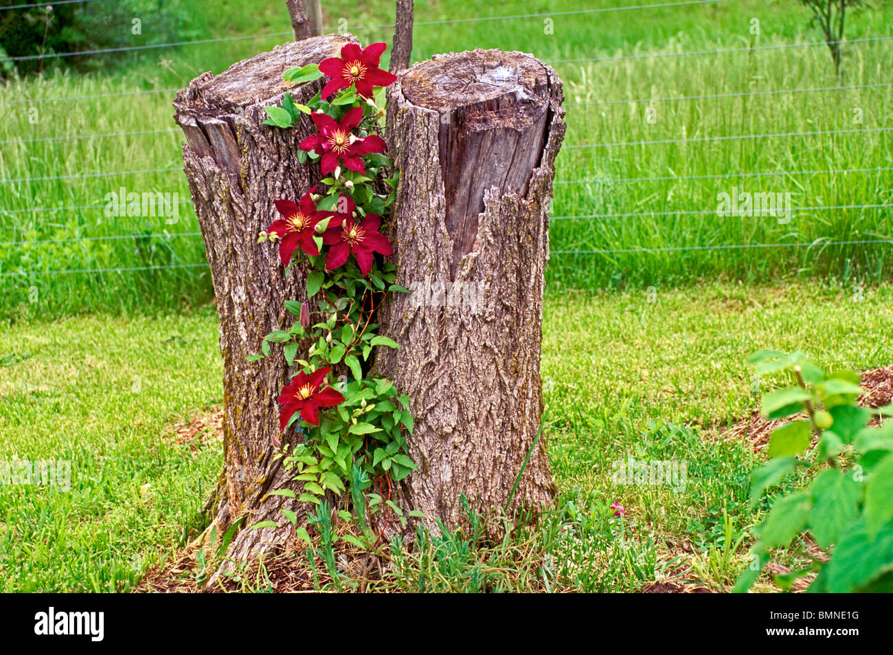 Clematis 'Niobe' Rebe wächst auf auf Baumstumpf im Mai in Missouri Stockfoto
