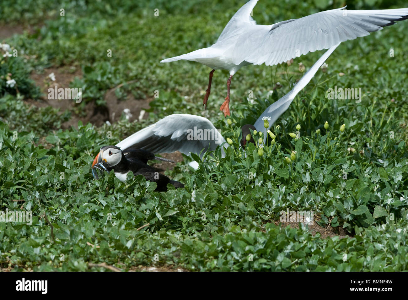 Lachmöwen (Larus Ridibundus) Juni Papageientaucher (Fratercula Arctica) mit Sandaalen Farnes Northumberland England anzugreifen Stockfoto