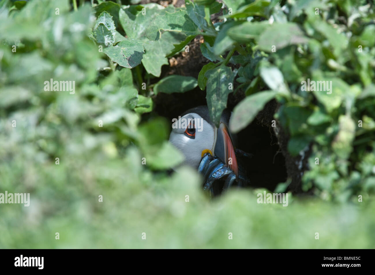 Papageitaucher (Fratercula Arctica) in Bau mit Sandaal, versteckt vor den angreifenden Black-headed Möwen (Larus Ridibundus) Farnes Juni Stockfoto