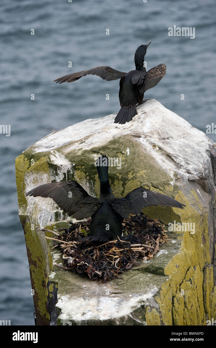 Europäische Shag (Phalacrocorax Aristotelis) verteidigen das Nest, Grundnahrungsmittel Insel, Farne Islands, Northumberland, England, Juni Stockfoto