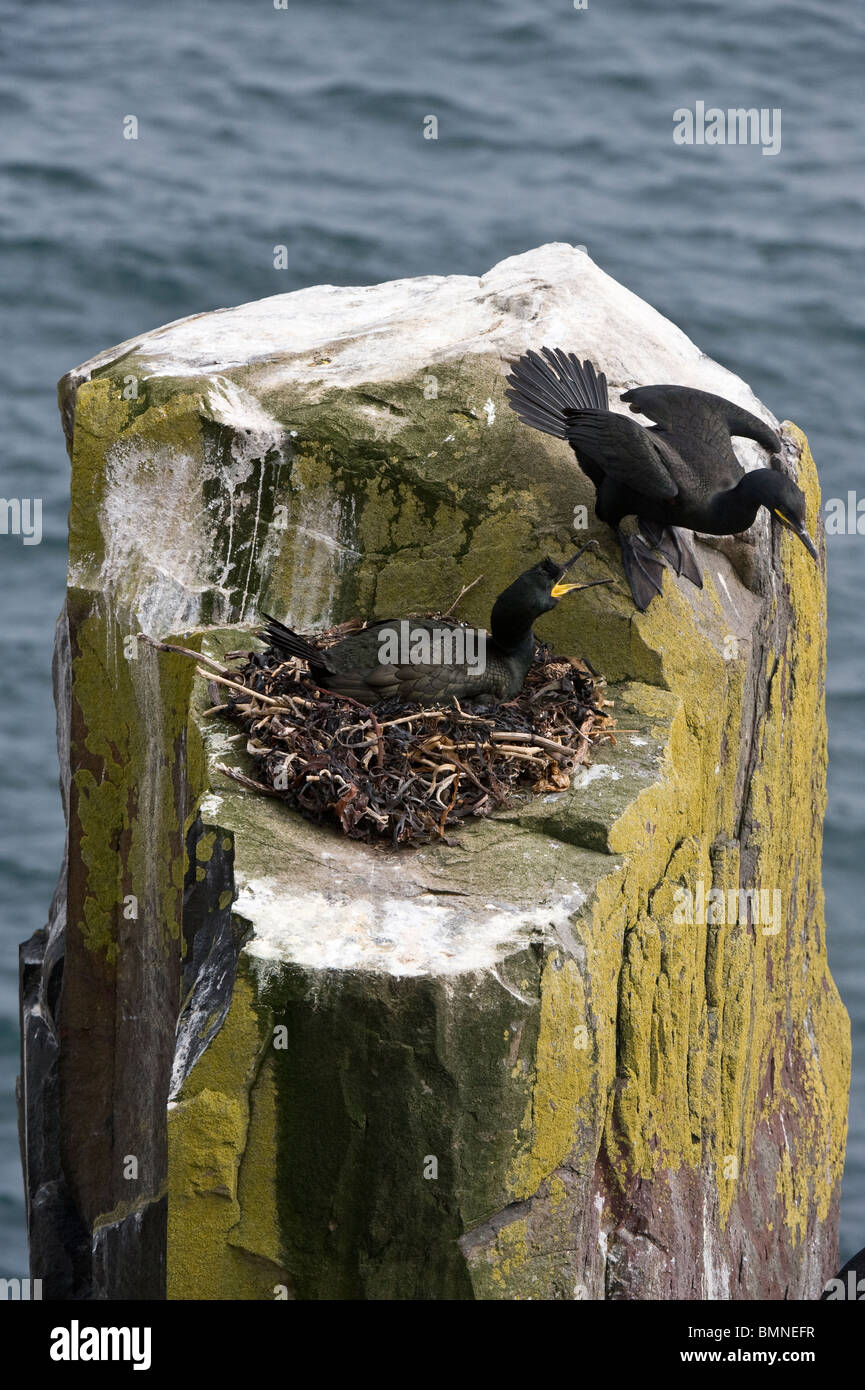 Europäische Shag (Phalacrocorax Aristotelis) paar auf Nest, Grundnahrungsmittel Insel, Farne Islands, Northumberland, England, Juni Stockfoto