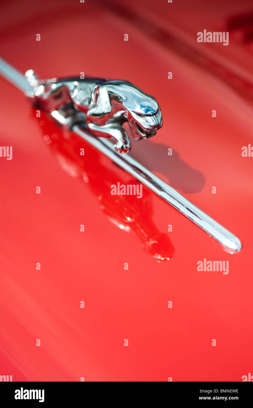 Springenden jaguar Maskottchen auf einem Oldtimer Jaguar E-type Motorhaube. Klassische britische Autos Stockfoto
