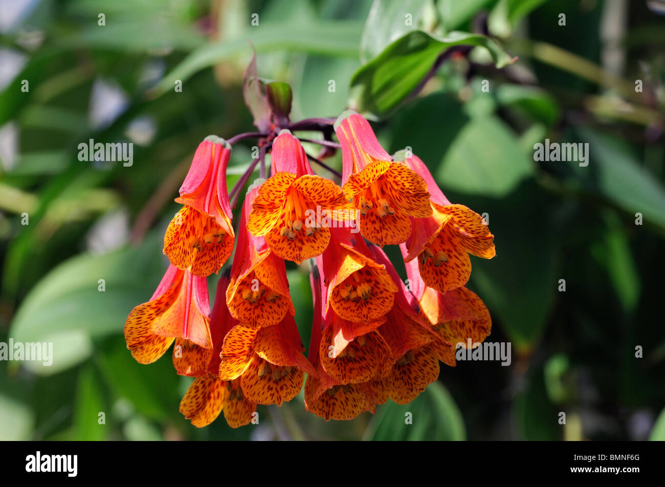 Macleania Insignis ungewöhnliche rot orange Blume Pflanze Blüte Blüte Ericaceae Stockfoto