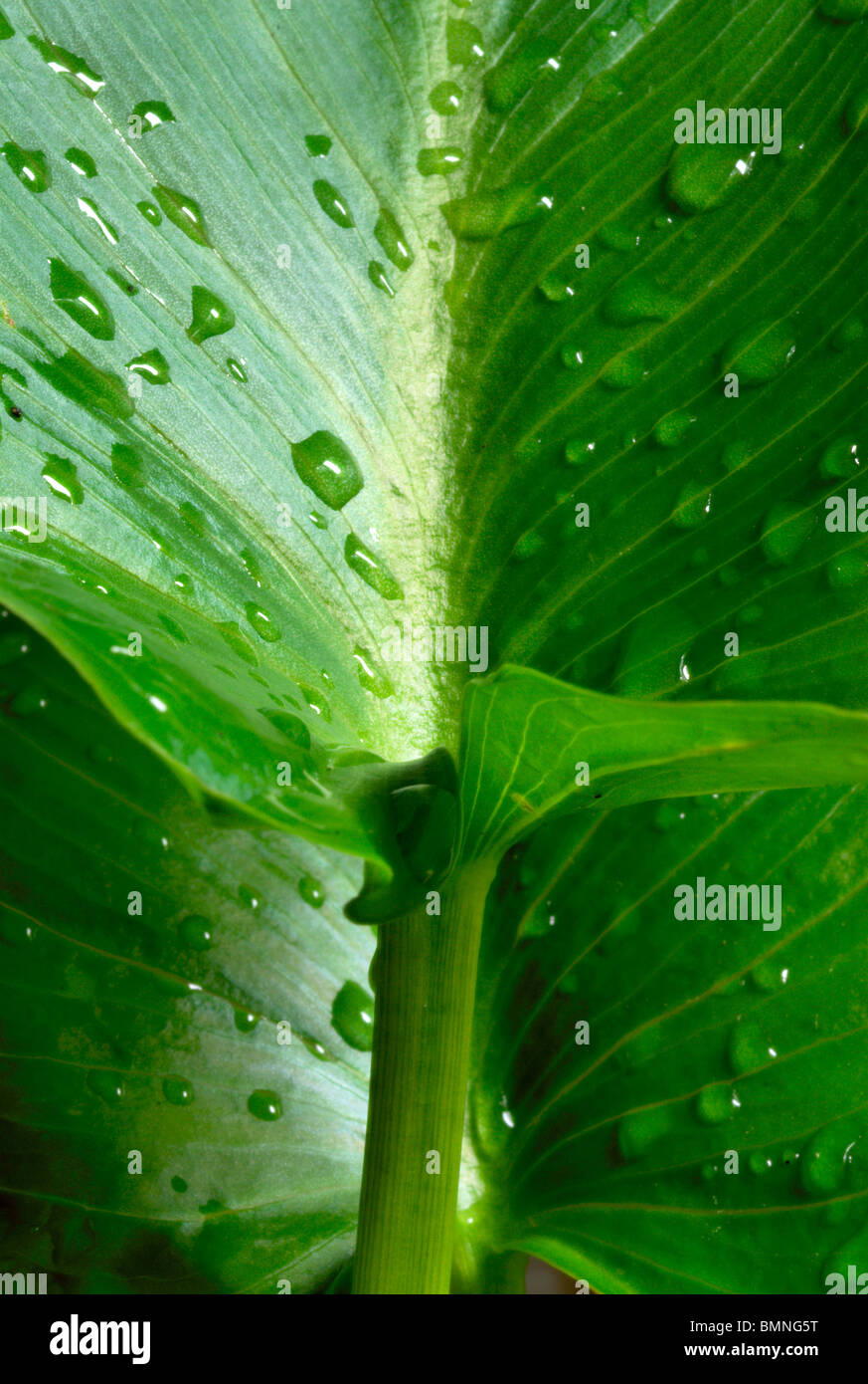 Lily Leaf Zantedeschia Aethiopica Stockfoto