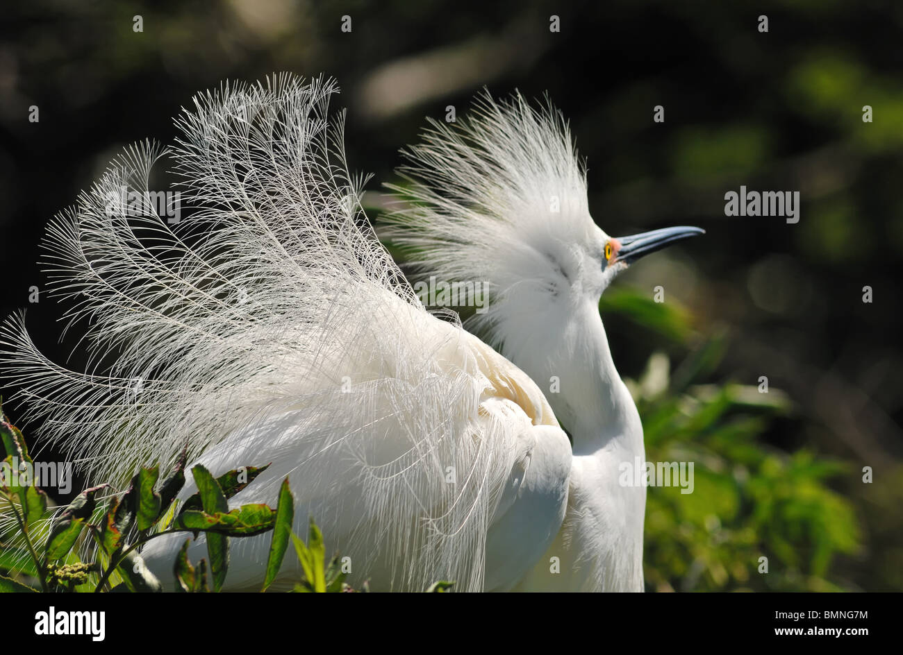 Nahaufnahme von Snowy Reiher, Egretta unaufger, in der Nähe von St. Augustine in Florida, Vereinigte Staaten von Amerika, seine Aigrettes anzeigen Stockfoto