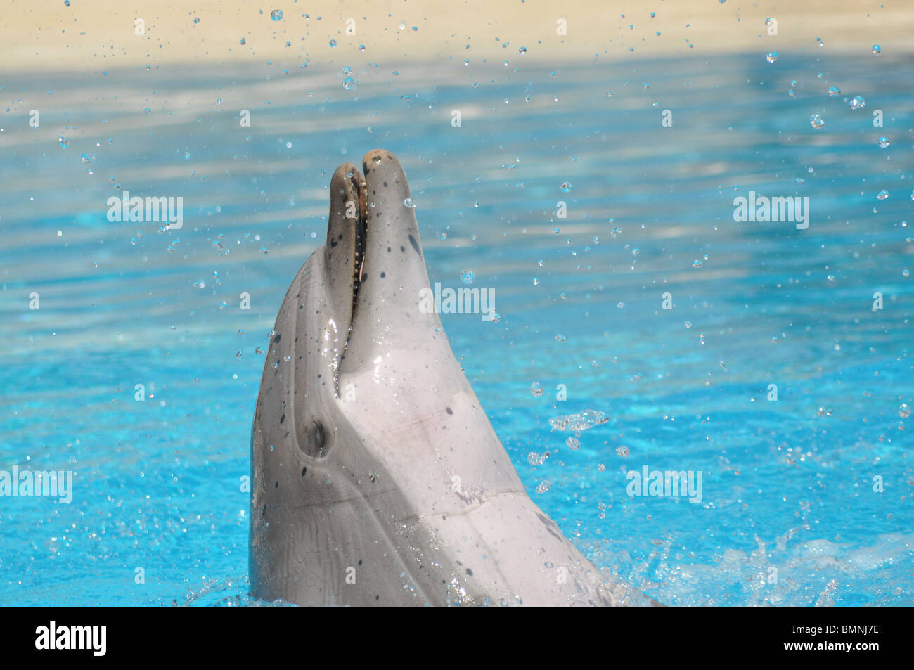 Delphin im Schwimmbad Stockfoto