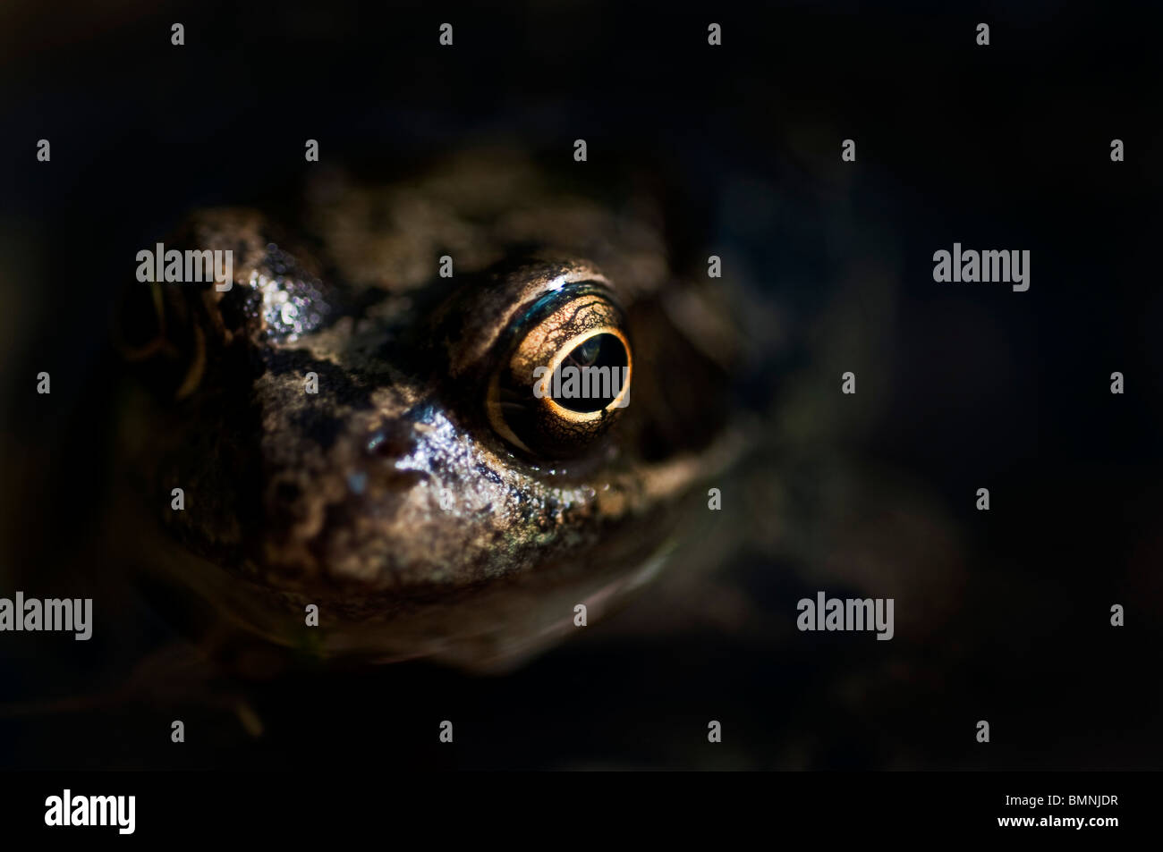 Gemeinsamen Frosch Rana Temporaria in einem dunklen abgelegenen Ort. Stockfoto