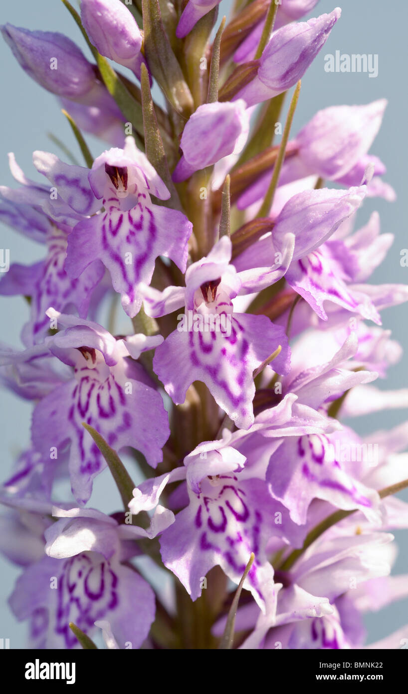 Große Nahaufnahme von Dactylorhiza Fuchsii gemeinsame entdeckt Orchidee Stockfoto