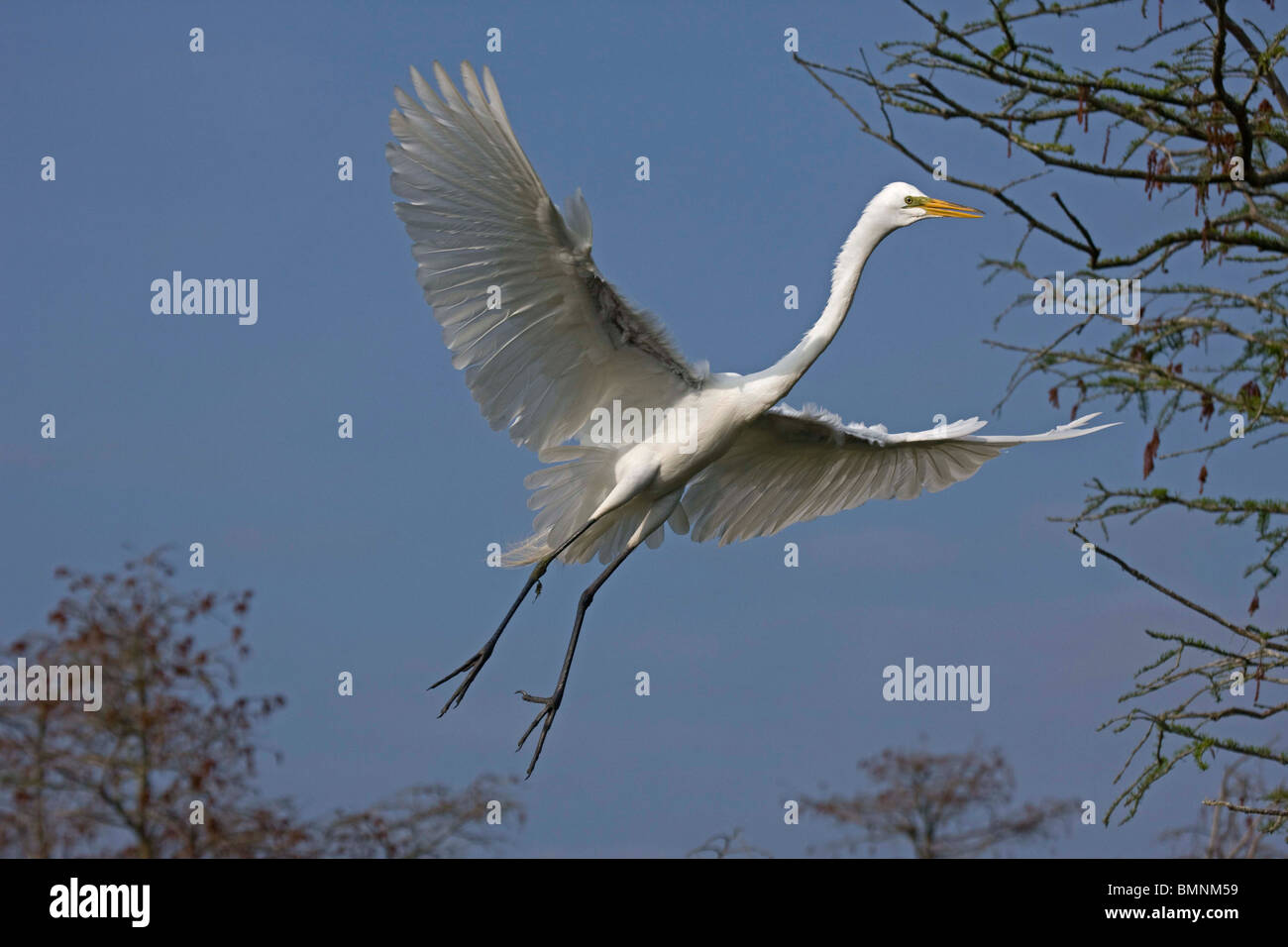 Silberreiher (Casmerodius Albus) im Flug - Louisiana - USA Stockfoto