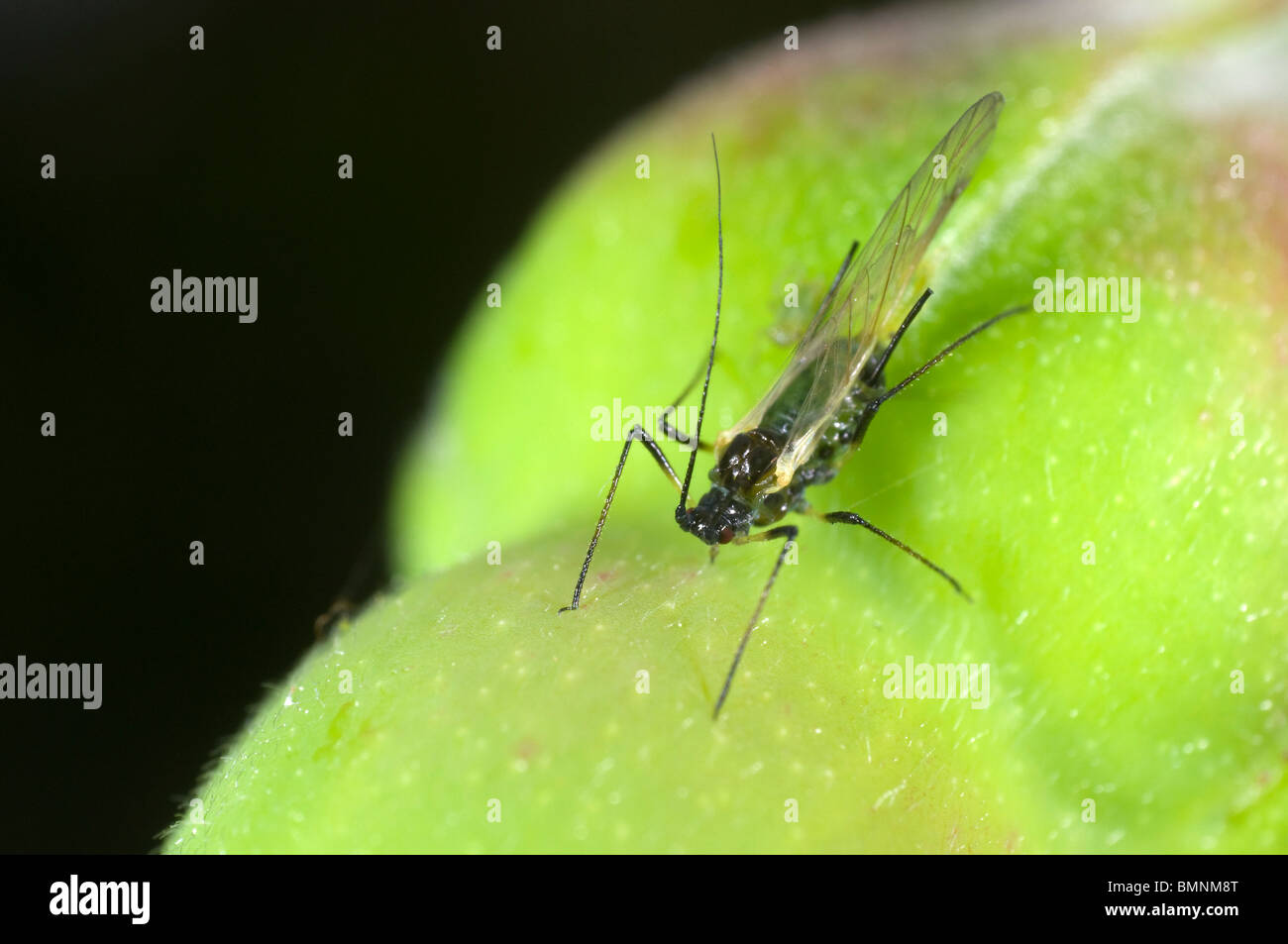 Extreme Nahaufnahme von der Rose Blattlaus Macrosiphum Rosae auf Rosenknospe.  Geflügelten Weibchen mit Nachwuchs Stockfoto