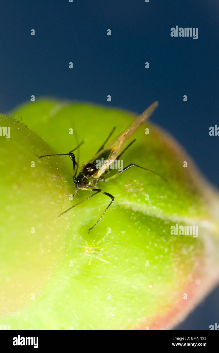 Extreme Nahaufnahme von der Rose Blattlaus Macrosiphum Rosae auf Rosenknospe.  Geflügelten Weibchen mit Nachwuchs Stockfoto