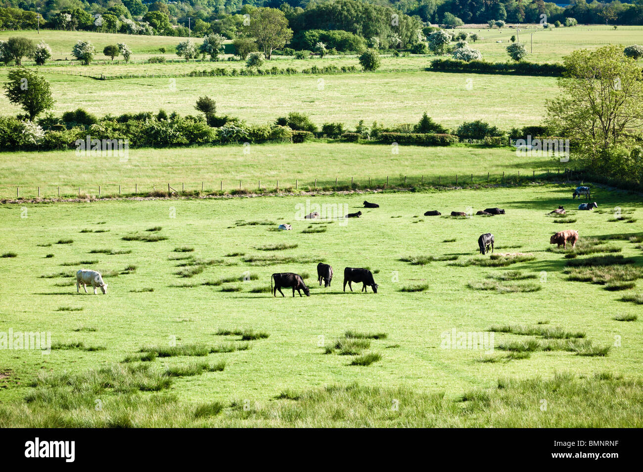 Kühe und Bullen, die Weiden in einem Feld England UK Stockfoto