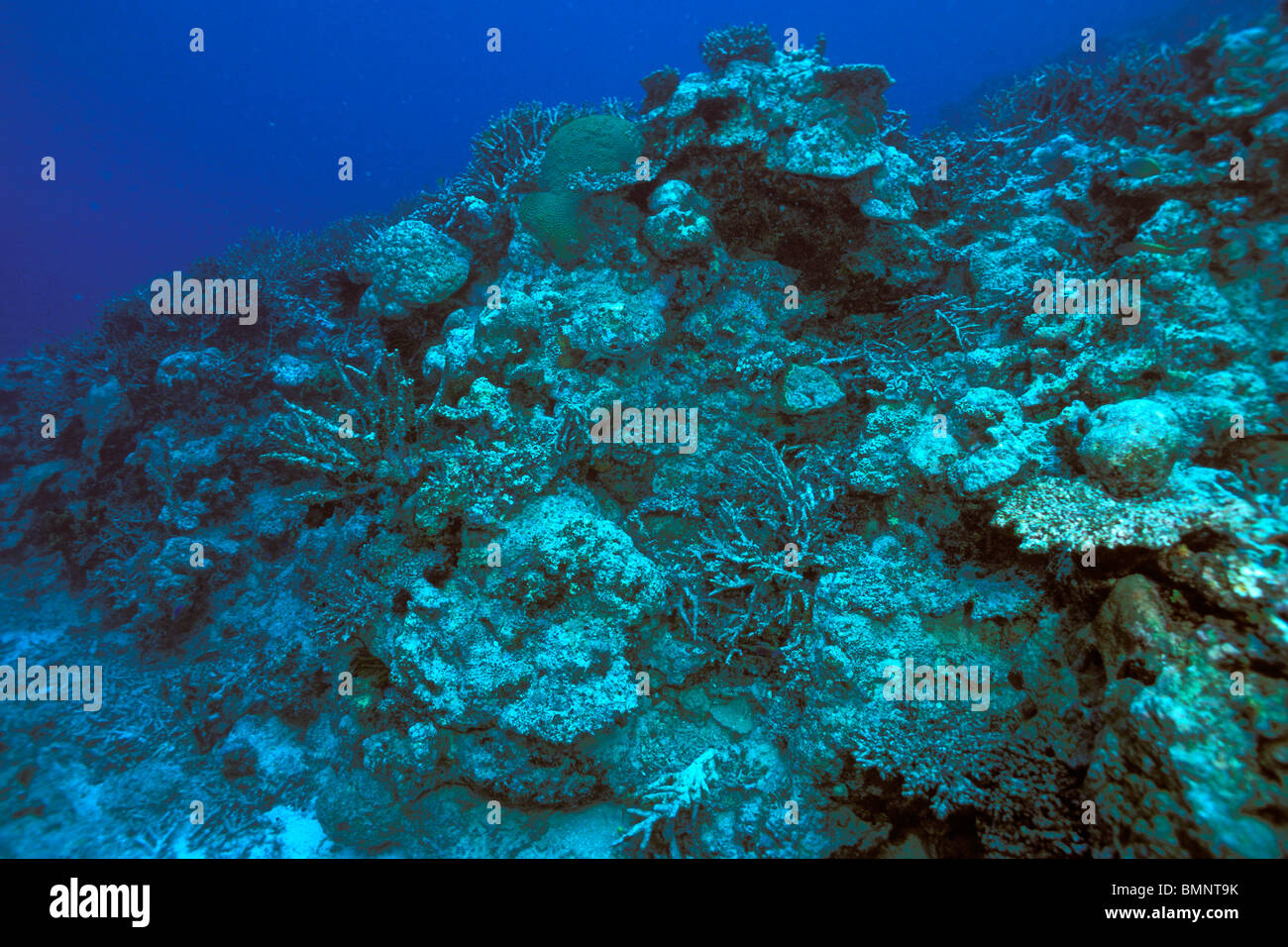 Coral Reef Schäden aufgrund der globalen Erwärmung, Fidschi-Inseln, Pazifik Stockfoto
