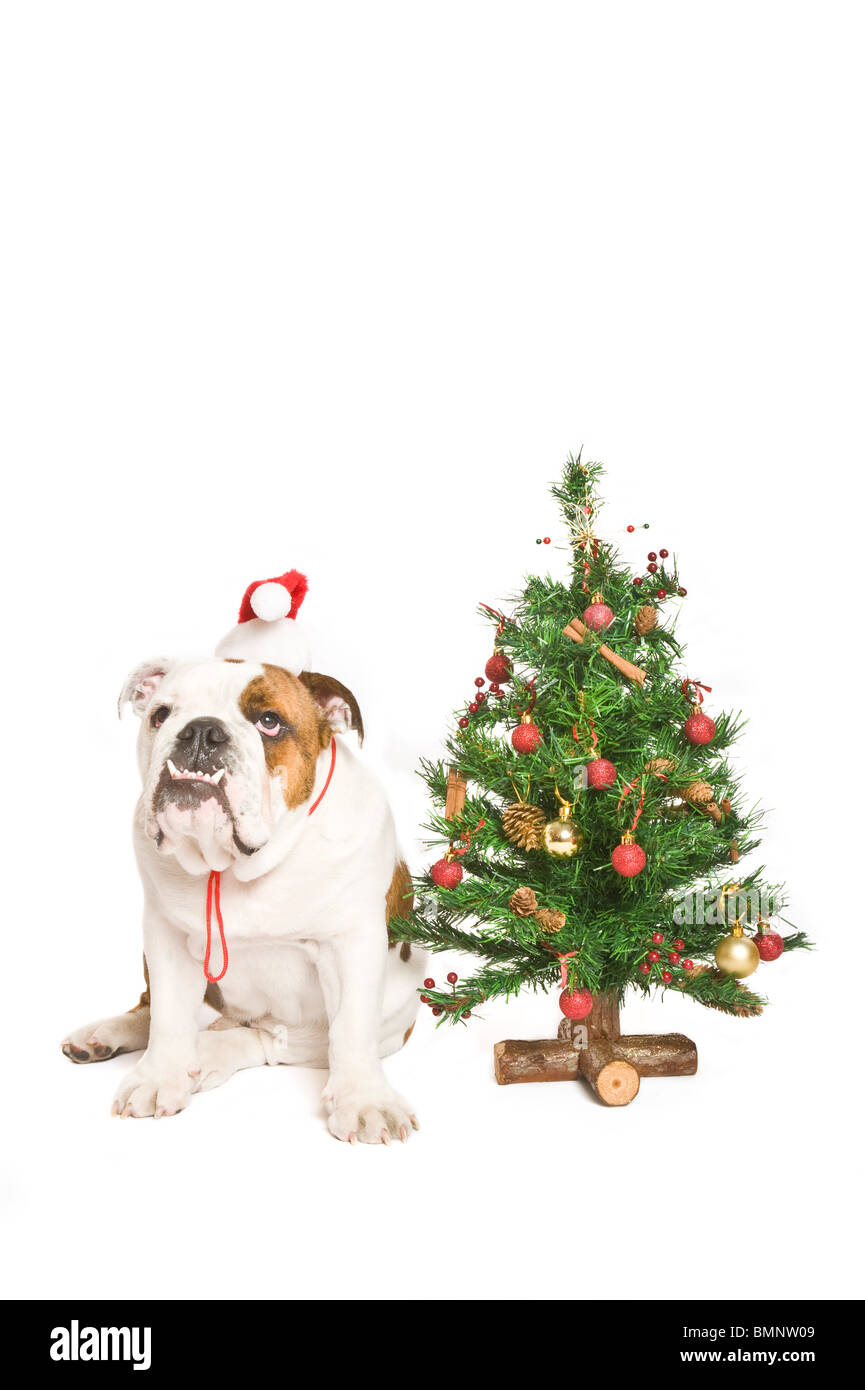 Eine britische Bulldogge mit einer Weihnachtsmütze auf neben einem Weihnachtsbaum im Hintergrund reinweiß (255rgb). Stockfoto