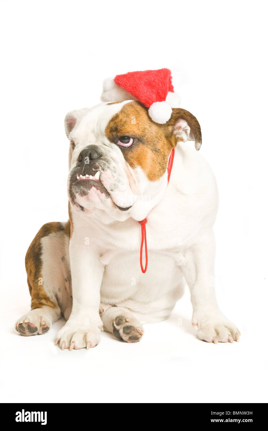 Eine britische Bulldogge mit einer Weihnachtsmütze auf reines weiß (255rgb) im Hintergrund. Stockfoto