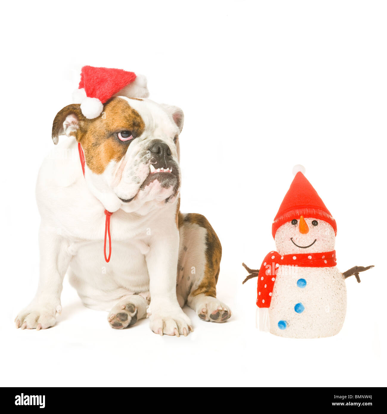 Eine britische Bulldogge suchen satt wirklich eine Weihnachtsmütze auf neben einen lächelnden Spielzeug Schneemann gegen eine staatlich reinweiß (255rgb) Stockfoto