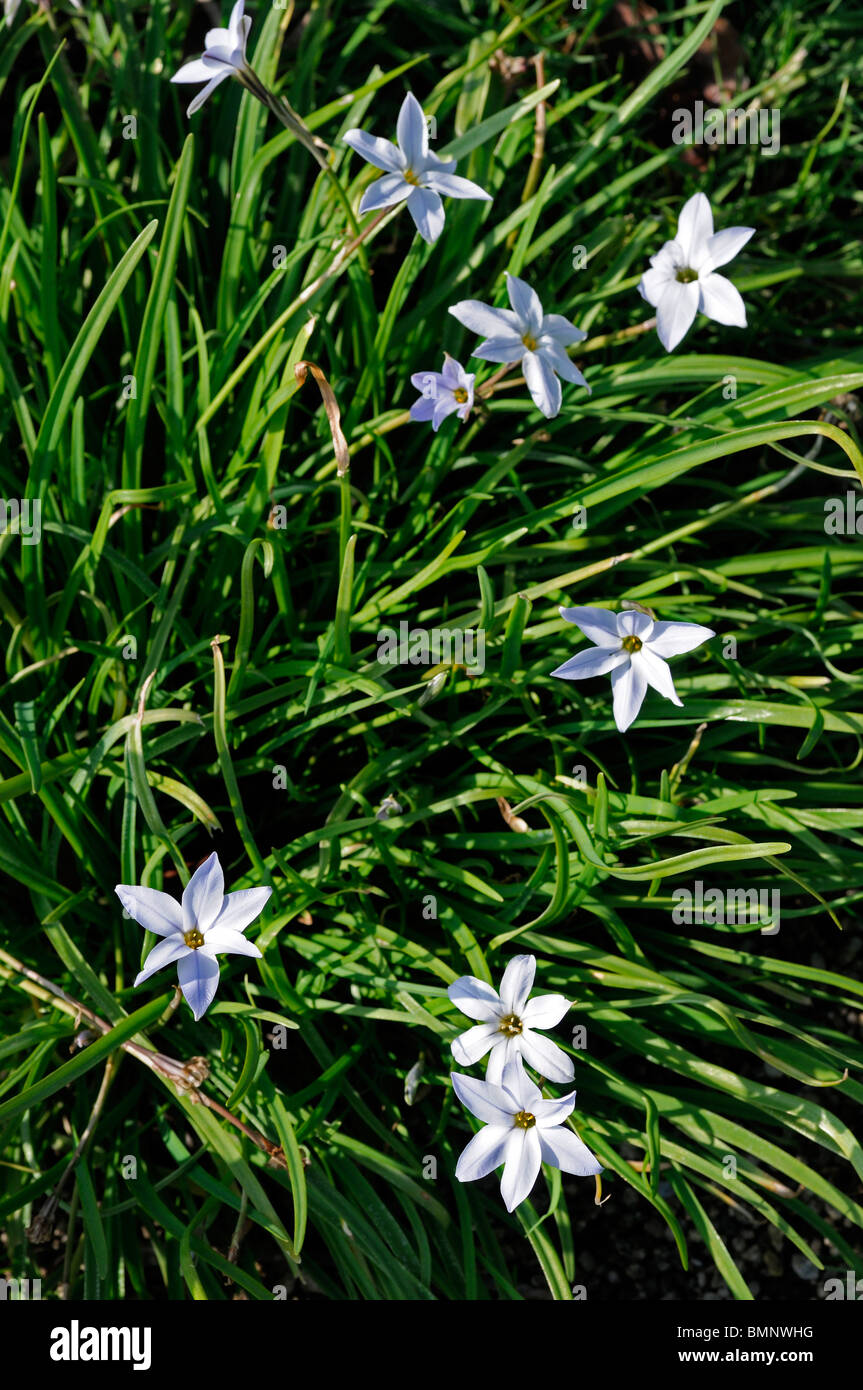 Tristagma Uniflorum Synonym Ipheion Uniflorum blühende Pflanze Familie Frühling Sterne Frühling Starflower blühen blühenden weiß Stockfoto