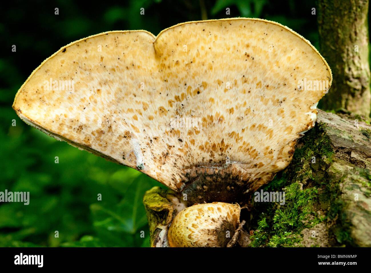 Polyporus an Sattel Dryade Fasan Rückseite Pilze wachsen in UK woodland Stockfoto