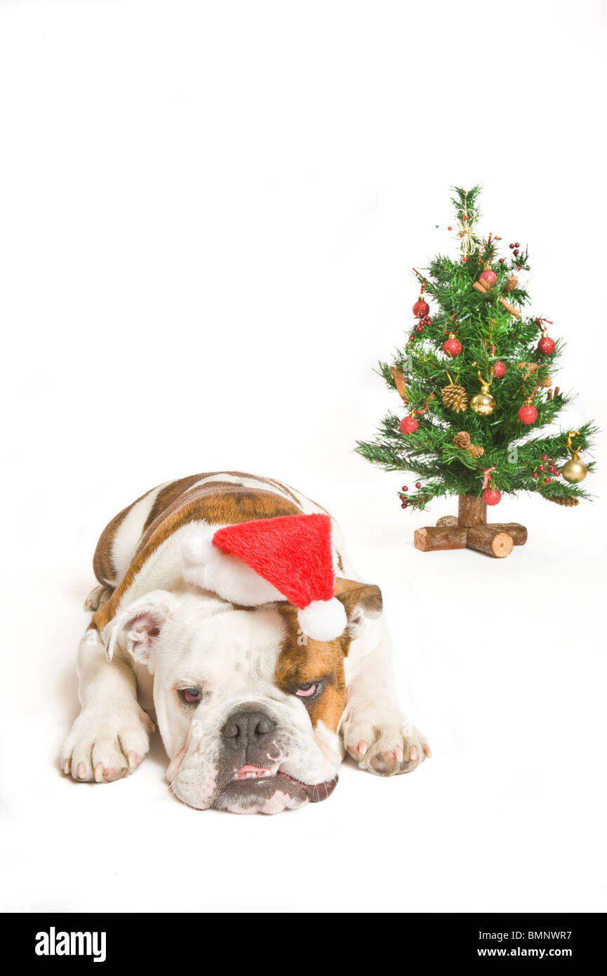 Eine britische Bulldogge mit einer Weihnachtsmütze auf neben einem Weihnachtsbaum im Hintergrund reinweiß (255rgb). Stockfoto