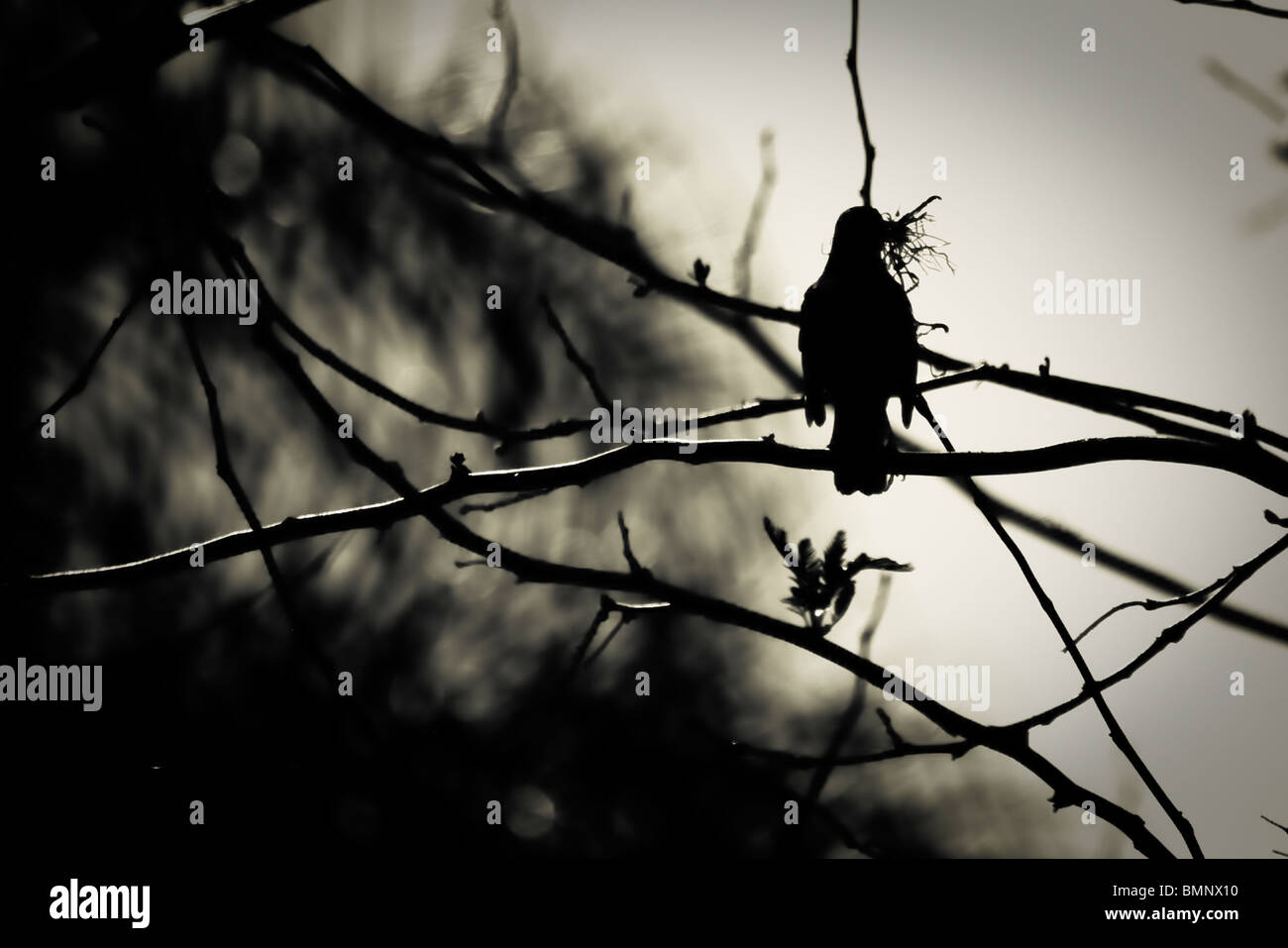 Ein Vogel mit Unkraut auf einem Ast - auf dem Weg um ein Nest zu bauen. Stockfoto