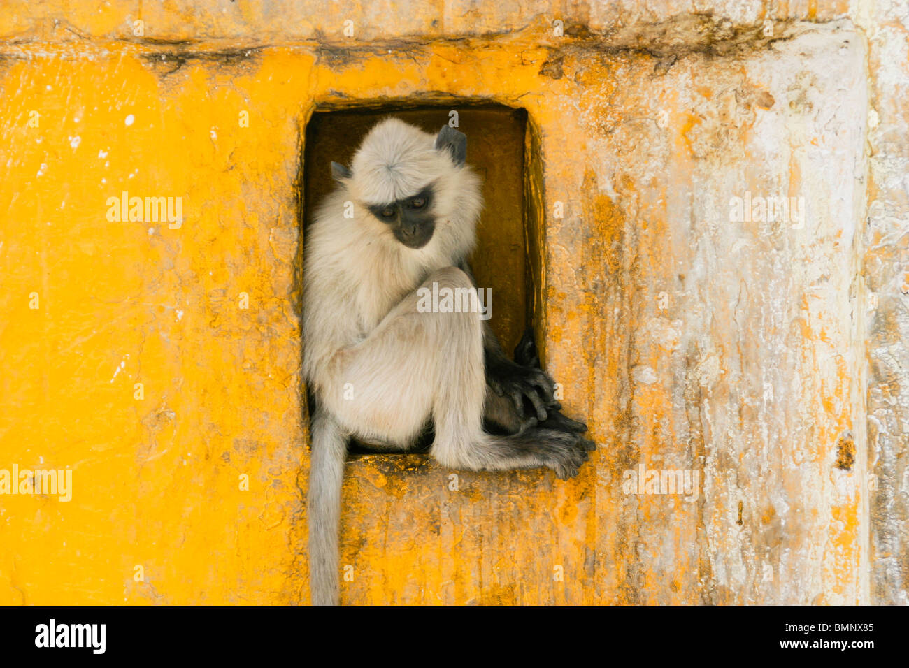 Dieser Affe saß in einem Loch an der Wand, sah aus wie es eine schöne Dekoration an der Wand des Alterns war. Stockfoto