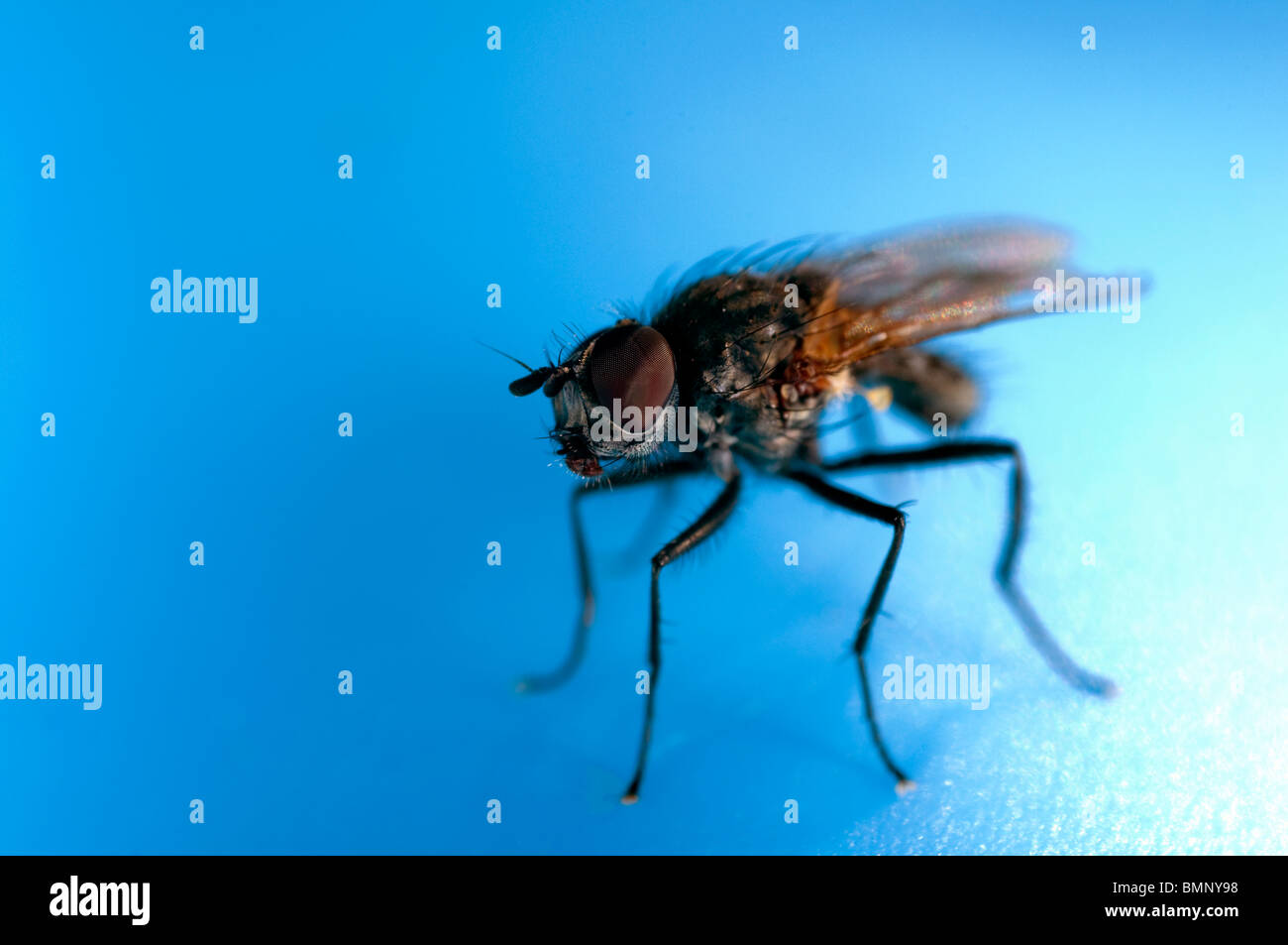 Eine Extreme Nahaufnahme einer Fliege ruht auf einem blauen Kunststoff Planschbecken Stockfoto