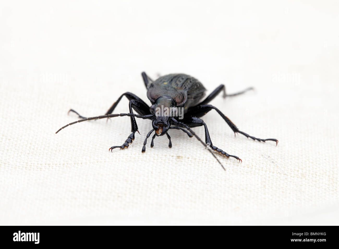 Lebendig, Laufkäfer Raster Carabus Cancellatus im Gewebe Hintergrund Stockfoto